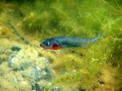 Fish study links brain size to parental duties