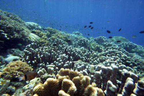 Fish swim in the coral reef of Bunaken Island national marine park in northern Sulawesi on May 14, 2009