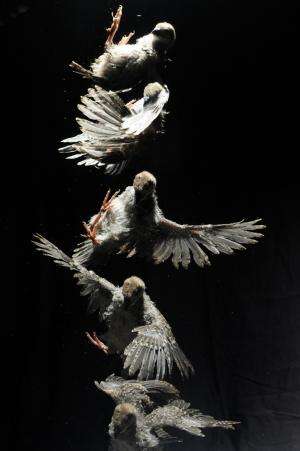 Flapping baby birds give clues to origin of flight