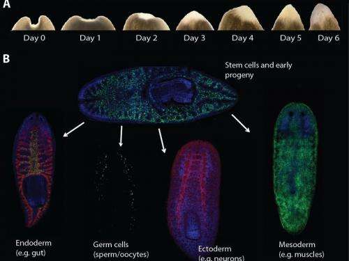 Flatworms, the masters of regeneration – but nothing can happen without stem cells