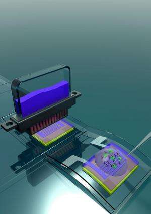 Flexible Bio-Field Effect Transistor proof of concept