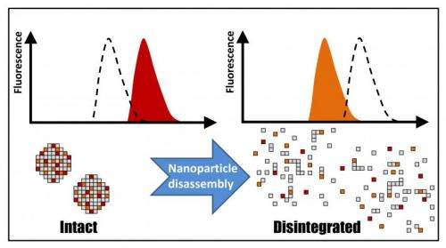 Fluorescent-based tool reveals how medical nanoparticles biodegrade in real time