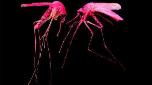 Fluorescent pink mosquitos help researchers identify breeding grounds