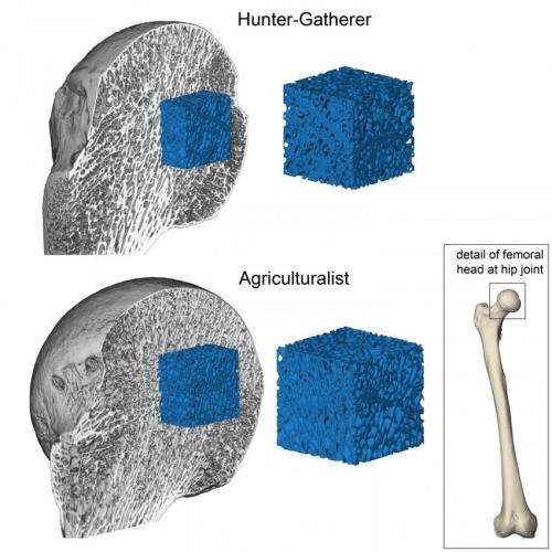 Forager past shows our fragile bones result from inactivity since invention of farming