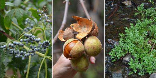 Foragers find bounty of edibles in urban food deserts