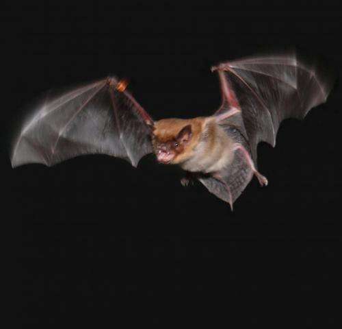 Foraging bats can warn each other away from their dinners