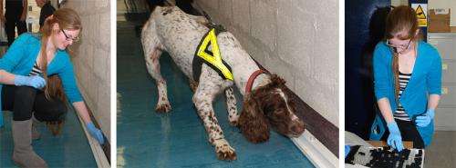 Forensics research to make cadaver dogs more efficient