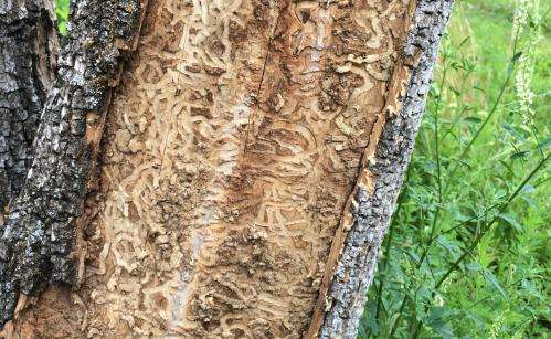 Foresters monitoring the emerald ash borer on the Oak Ridge Reservation
