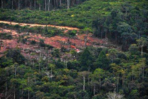 Forest is being cleared of trees on Indonesian part of Borneo Island, on February 24, 2014