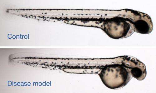 For one family, zebrafish help provide genetic answers