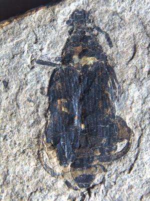 Fossil palm beetles ‘hindcast’ 50-million-year-old winters