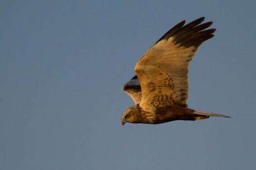 New data about marsh harrier distribution in Europe