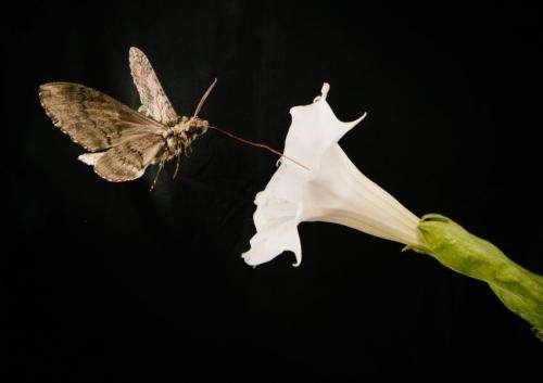 Foul fumes derail dinner for hungry moths