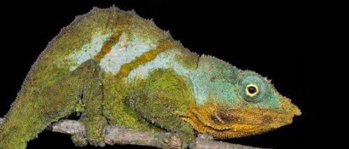 Four chameleon species discovered in Mozambique’s ‘sky islands’