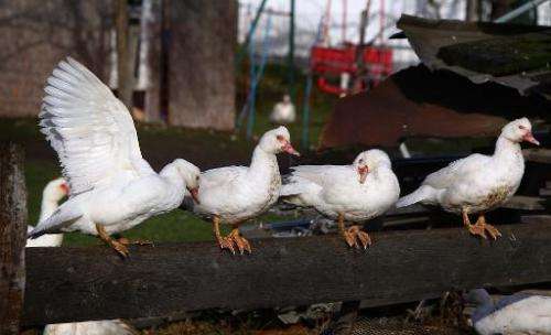 Four ducks sit on the fence of a farm in Kaufbeuren, southern Germany on December 21, 2014