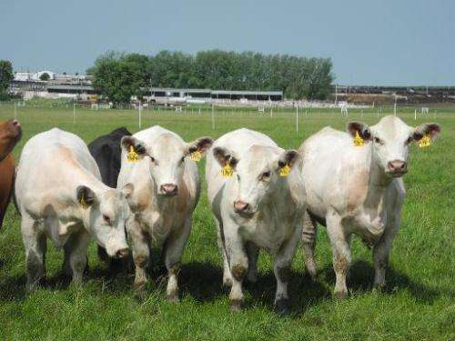 Four white heifers, &quot;genetic twin sisters&quot; produced using cloning technology, from a very elite Shorthorn cow in the U