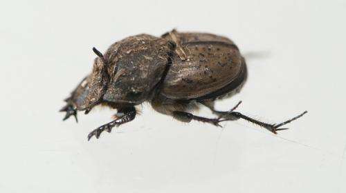 French beetles tackle Great Southern cattle dung