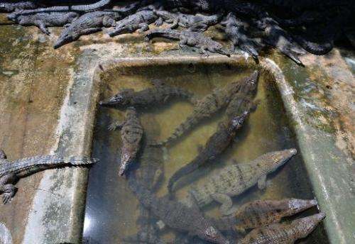 Freshwater crocodiles cool themselves inside a pen at a crocodile farm in Puerto Princesa, Palawan island on June 5, 2014