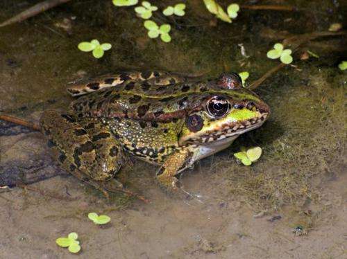 Frogs have developed rapid defences against the red swamp crayfish