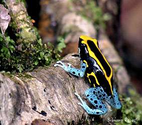 Frogs with vivid colour markings to ward off predators can also appear invisible