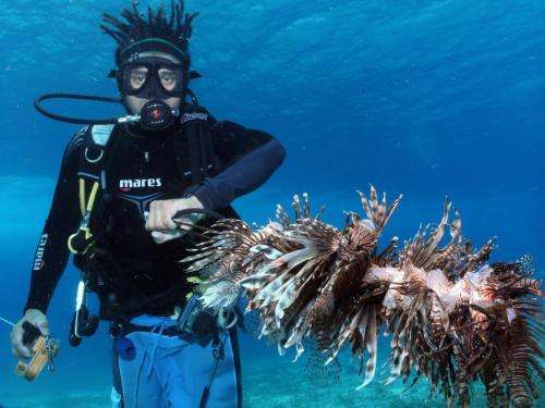 From despair to repair: Dramatic decline of Caribbean corals can be reversed