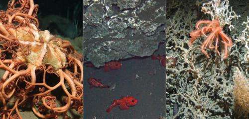 From 'Finding Nemo' to minerals -- what riches lie in the deep sea?