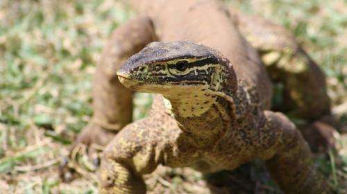 “Frozen zoo” safeguards Kimberley reptile diversity