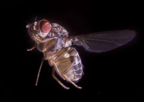 Fruit flies, fighter jets use similar nimble tactics when under attack