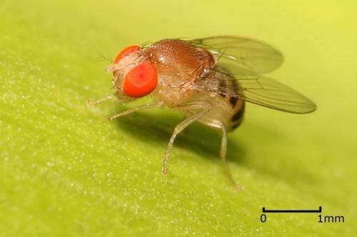 Fruit flies show mark of intelligence in thinking before they act