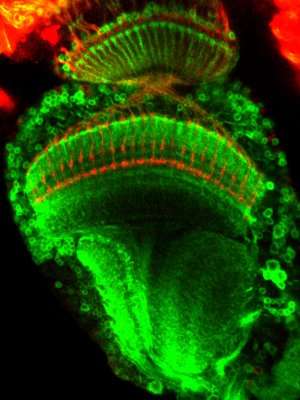 Fruit fly lights up brain wiring
