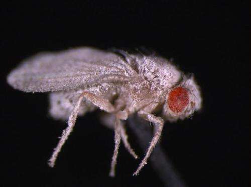 Fruit fly immunity fails with fungus after (space)flight