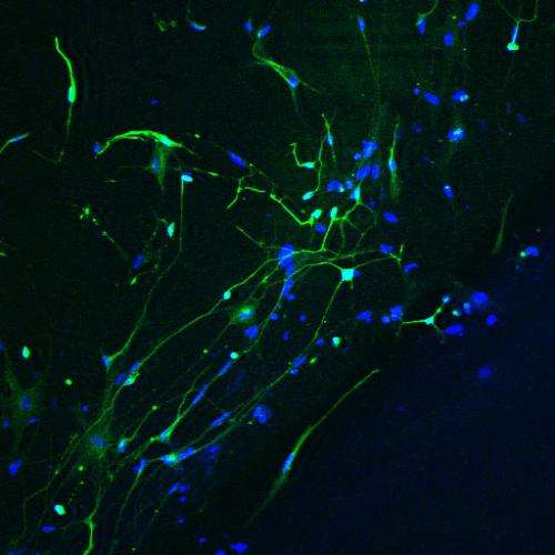 Functional nerve cells from skin cells