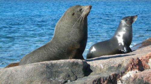 Fur seal population bounces back while sea lions struggle