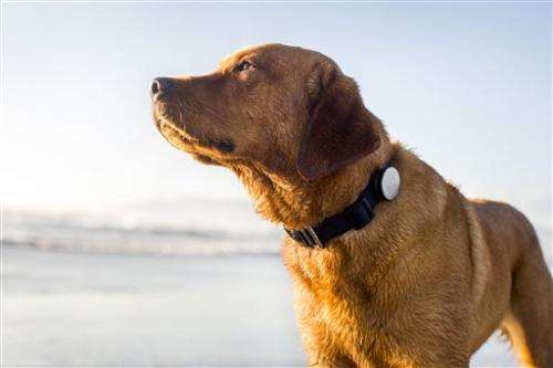 Gadget Watch: Whistle, a fitness tracker for dogs