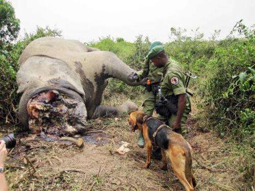 Game rangers look at the large bloated carcass of an adult elephant killed for its tusks in the Ishasha Valley, Virunga National