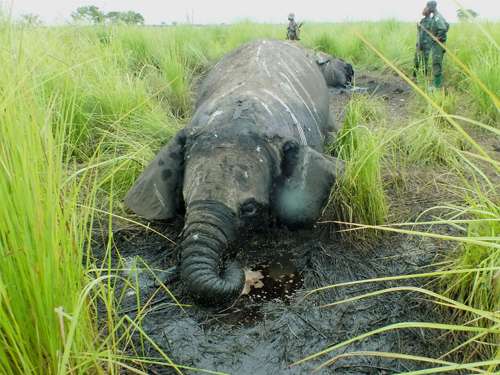 Garamba National Park under attack from armed poachers in DRC