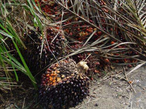 Gasification of oil palm biomass to produce clean producer gas for heat and power generation