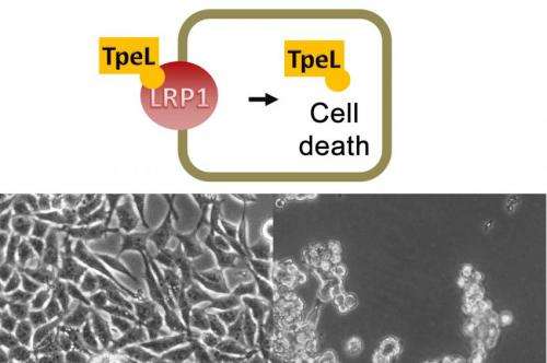 Gate for bacterial toxins found