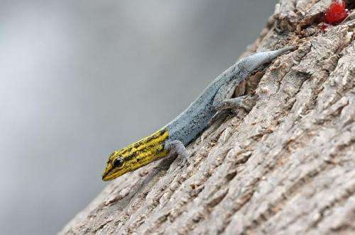 Geckos on Australasia side of Wallace Line found to be growing to twice the size of those in Asia