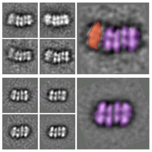Genesis of the enzyme that divides the DNA double helix during cell replication