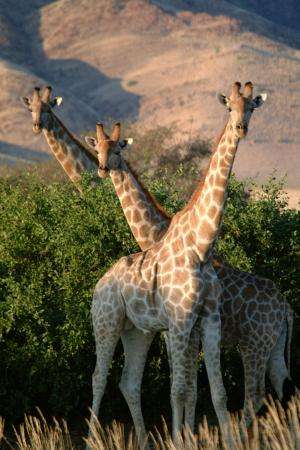 Genes offer new insights into the distribution of giraffes