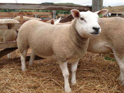 Gene study shows how sheep first separated from goats
