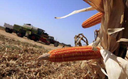 Genetically modified corn cobs are seen on September 21, 2008