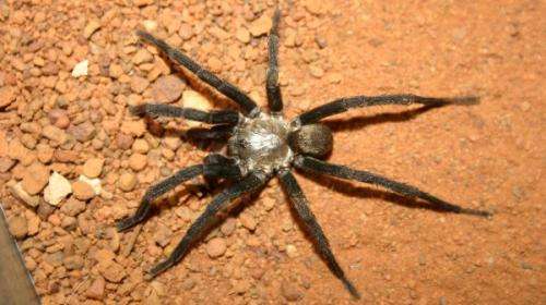 Genetic barcode denotes gangbuster spider diversity