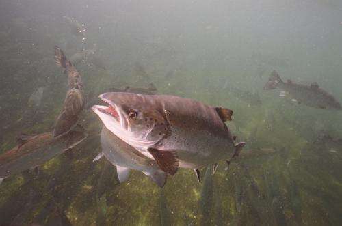 Genetic chip will help salmon farmers breed better fish