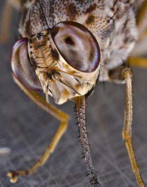 Genetic code of the deadly tsetse fly unraveled