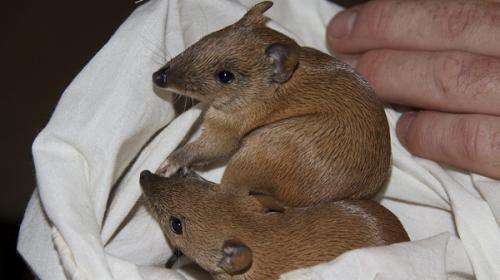 Genetic diversity approved for translocated bandicoots