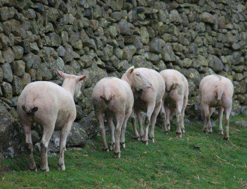Genetic link holds key for sheep affliction