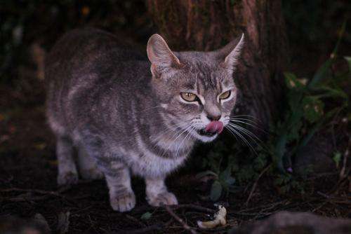 Genetics denote feral cat source