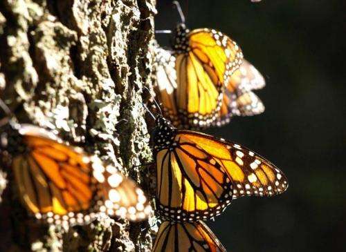 Genetic secrets of the monarch butterfly revealed